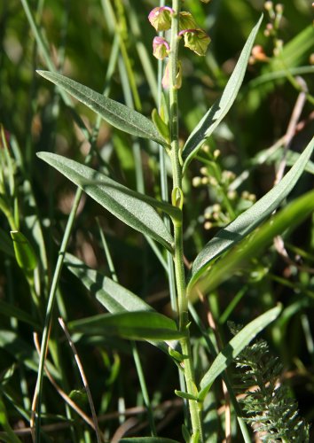 Gewöhnliche Wiesen-Kreuzblume / Polygala vulgaris