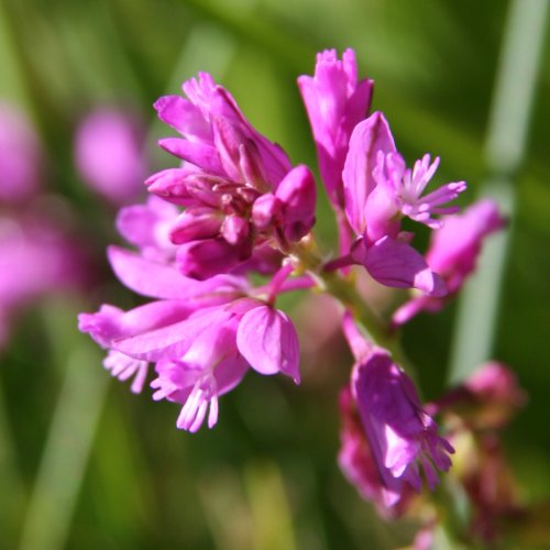 Gewöhnliche Wiesen-Kreuzblume / Polygala vulgaris