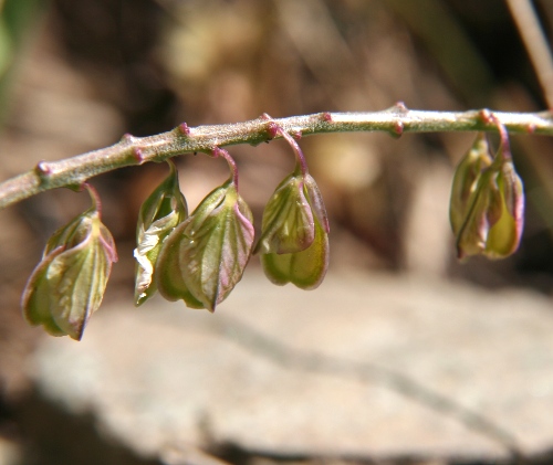 Gewöhnliche Wiesen-Kreuzblume / Polygala vulgaris