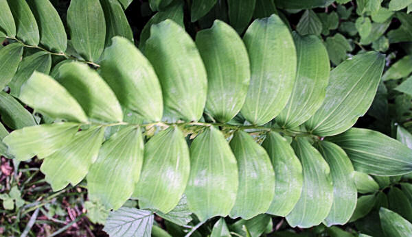 Vielblütiges Salomonssiegel / Polygonatum multiflorum