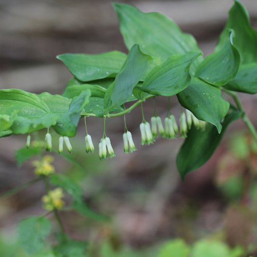 Vielblütiges Salomonssiegel / Polygonatum multiflorum