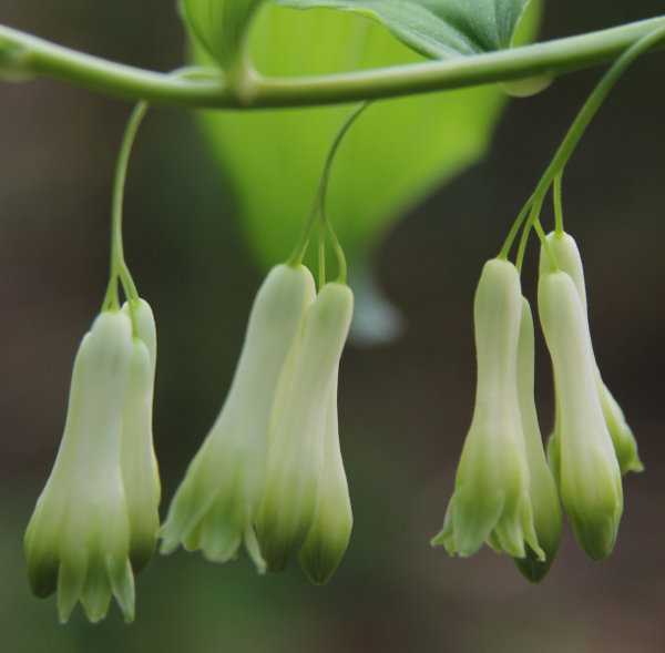 Vielblütiges Salomonssiegel / Polygonatum multiflorum