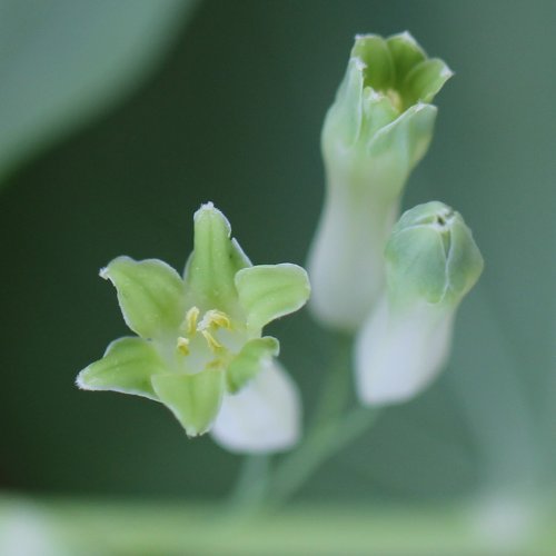 Vielblütiges Salomonssiegel / Polygonatum multiflorum