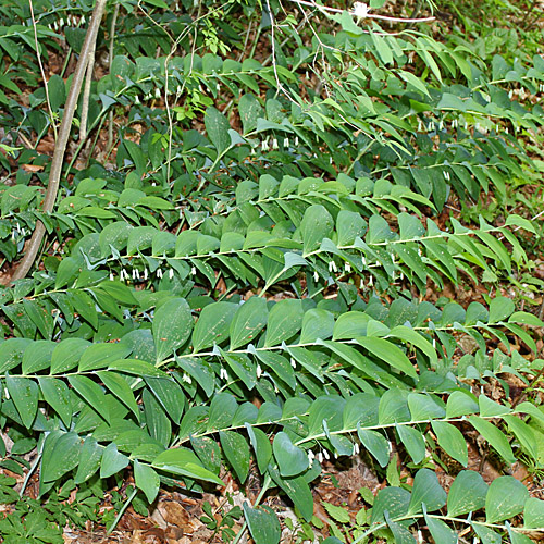 Vielblütiges Salomonssiegel / Polygonatum multiflorum