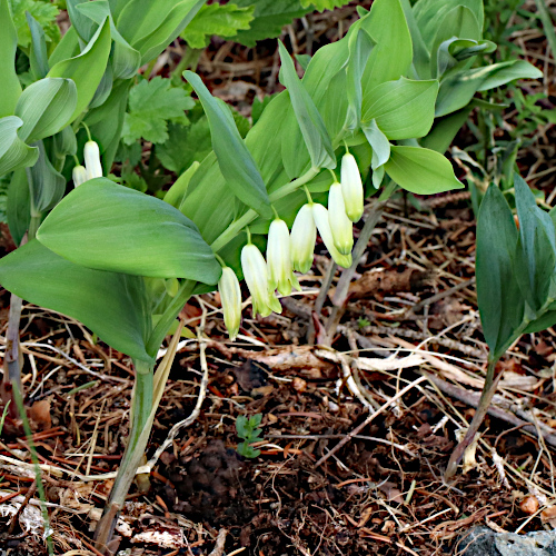 Echtes Salomonssiegel / Polygonatum odoratum