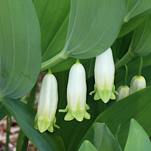 Echtes Salomonssiegel / Polygonatum odoratum