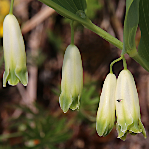 Echtes Salomonssiegel / Polygonatum odoratum