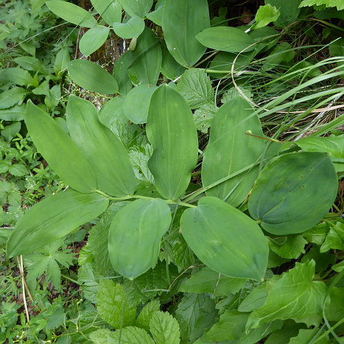 Echtes Salomonssiegel / Polygonatum odoratum