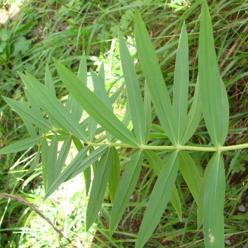 Quirlblättriges Salomonssiegel / Polygonatum verticillatum