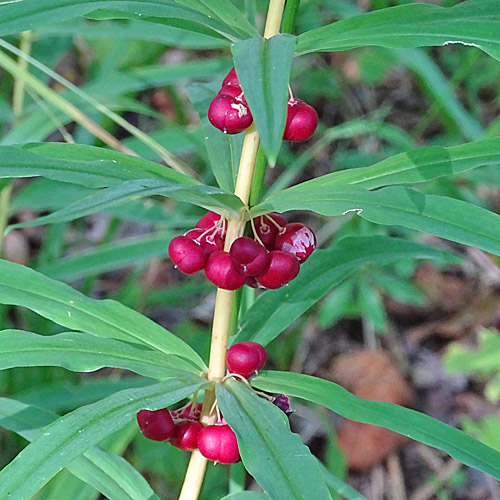 Quirlblättriges Salomonssiegel / Polygonatum verticillatum