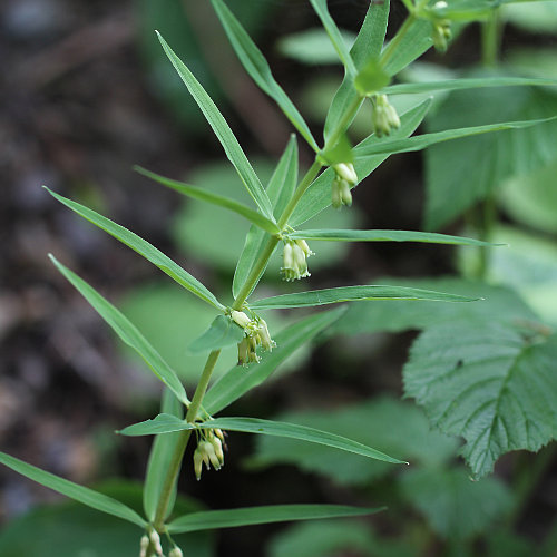 Quirlblättriges Salomonssiegel / Polygonatum verticillatum