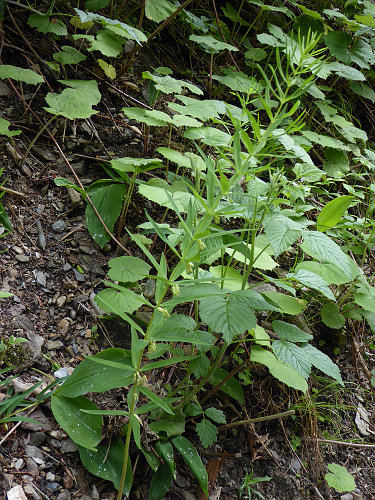 Quirlblättriges Salomonssiegel / Polygonatum verticillatum