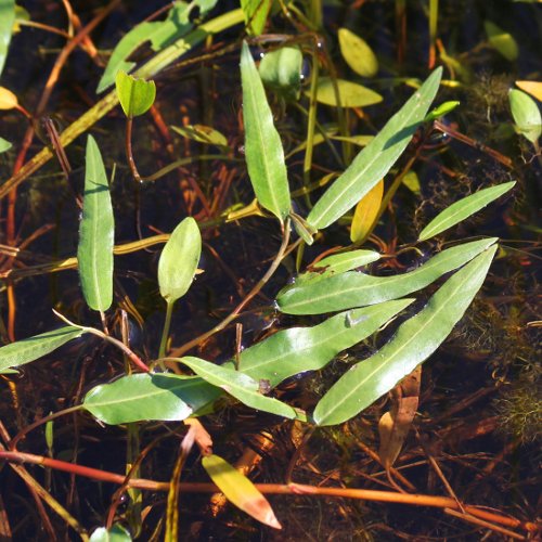 Sumpf-Knöterich / Polygonum amphibium