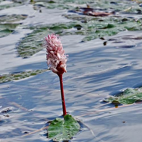 Sumpf-Knöterich / Polygonum amphibium