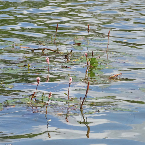 Sumpf-Knöterich / Polygonum amphibium