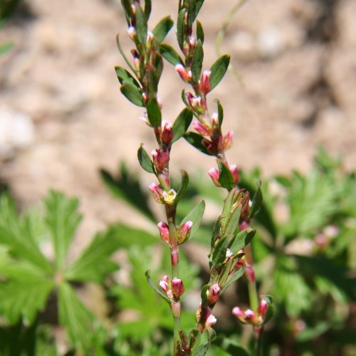 Vogel-Knöterich / Polygonum aviculare