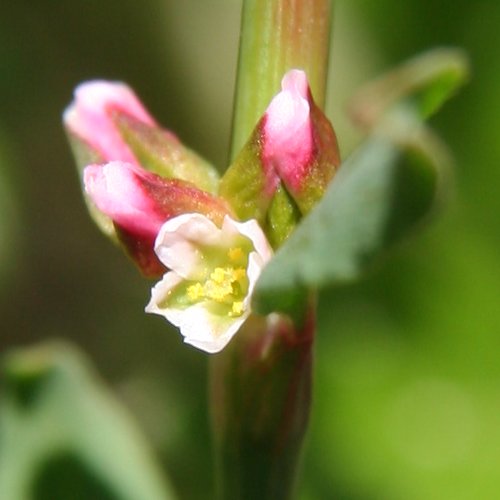 Vogel-Knöterich / Polygonum aviculare