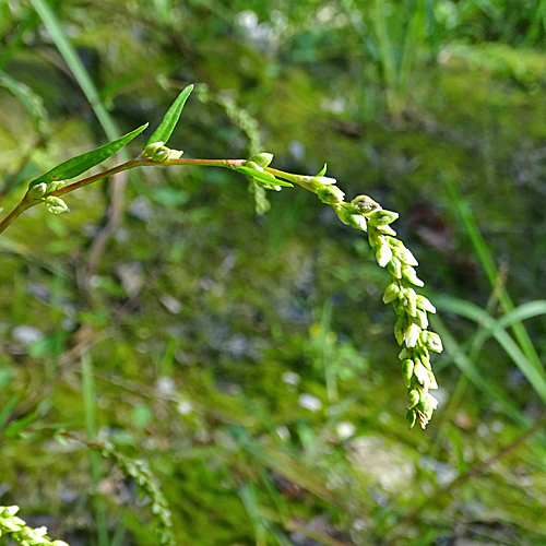 Wasserpfeffer-Knöterich / Polygonum hydropiper