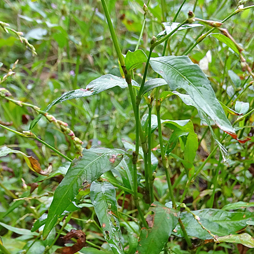 Wasserpfeffer-Knöterich / Polygonum hydropiper