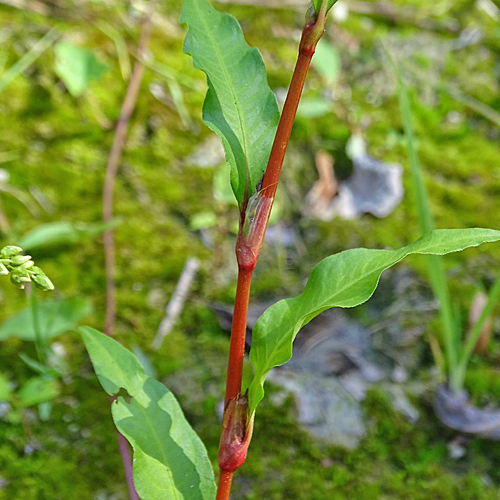 Wasserpfeffer-Knöterich / Polygonum hydropiper