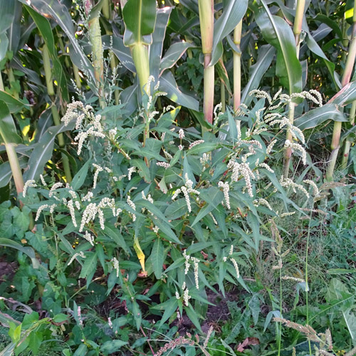 Ampfer-Knöterich / Polygonum lapathifolium