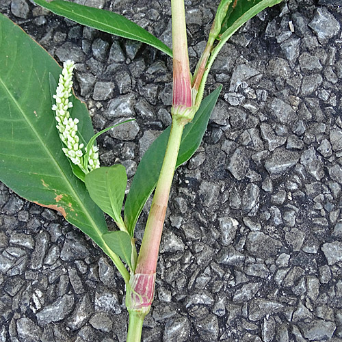 Ampfer-Knöterich / Polygonum lapathifolium