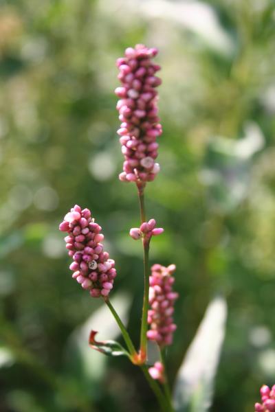 Ampfer-Knöterich / Polygonum lapathifolium