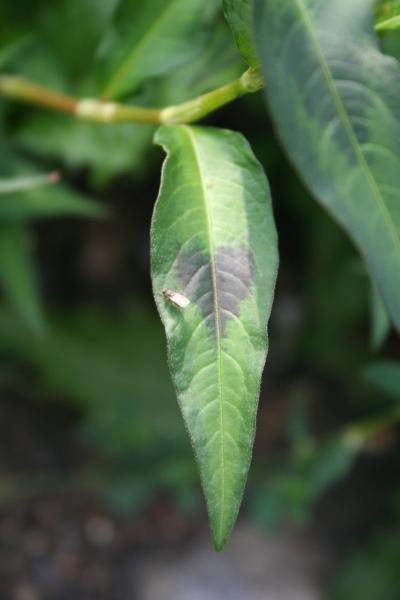 Ampfer-Knöterich / Polygonum lapathifolium