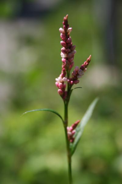 Ampfer-Knöterich / Polygonum lapathifolium