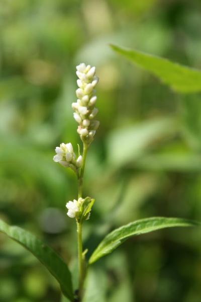 Ampfer-Knöterich / Polygonum lapathifolium