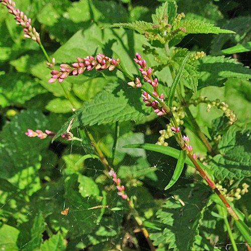 Kleiner Knöterich / Polygonum minus