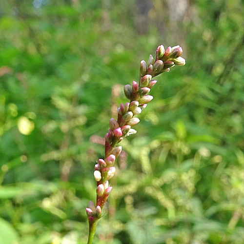 Kleiner Knöterich / Polygonum minus