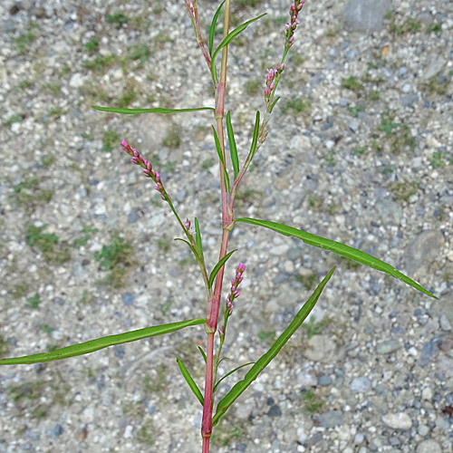 Kleiner Knöterich / Polygonum minus