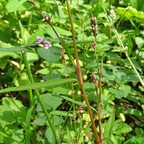 Kleiner Knöterich / Polygonum minus