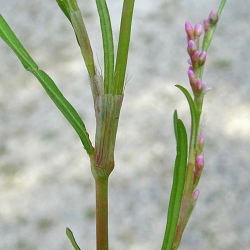 Kleiner Knöterich / Polygonum minus