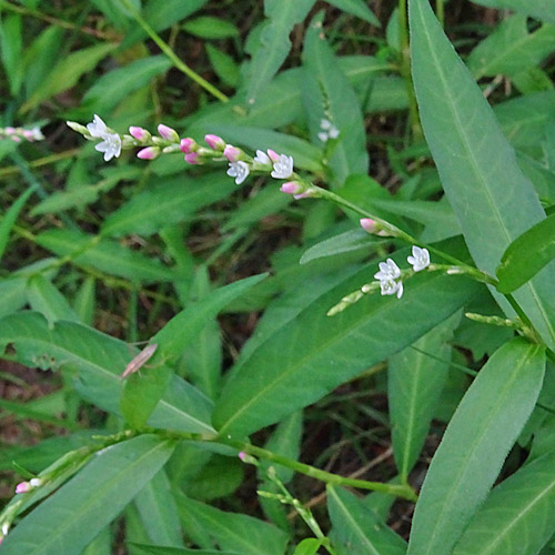 Milder Knöterich / Polygonum mite