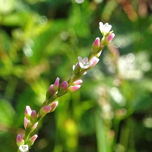 Milder Knöterich / Polygonum mite