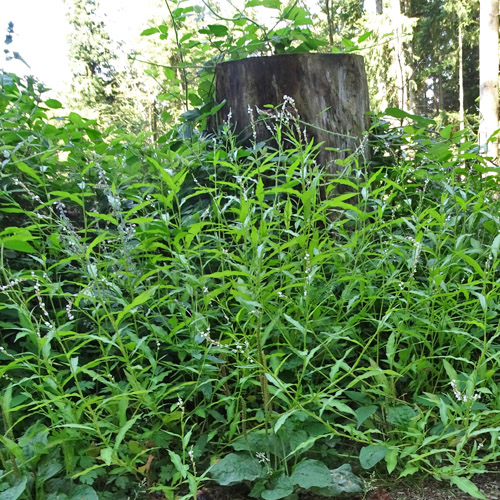 Milder Knöterich / Polygonum mite