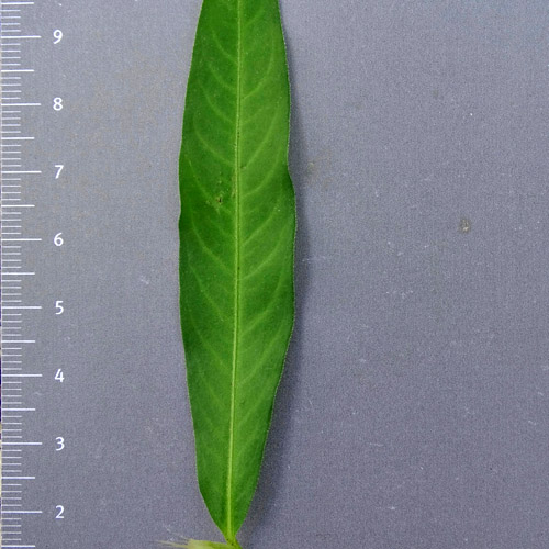 Milder Knöterich / Polygonum mite