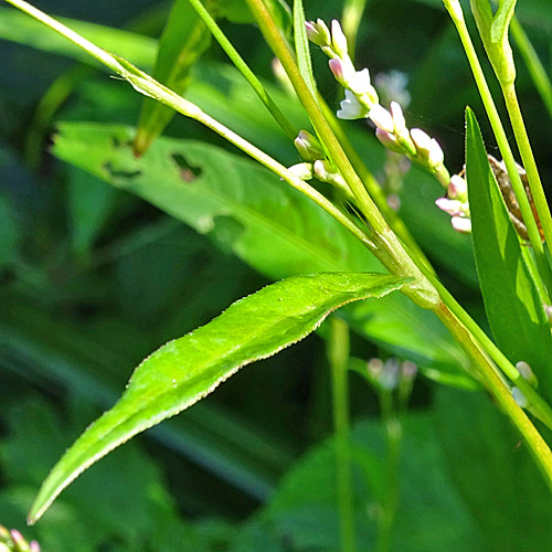 Milder Knöterich / Polygonum mite