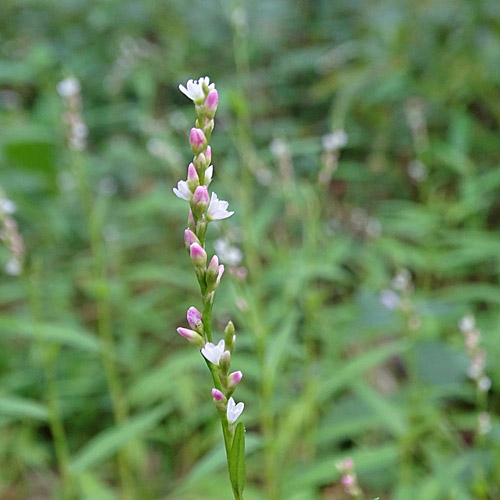 Milder Knöterich / Polygonum mite