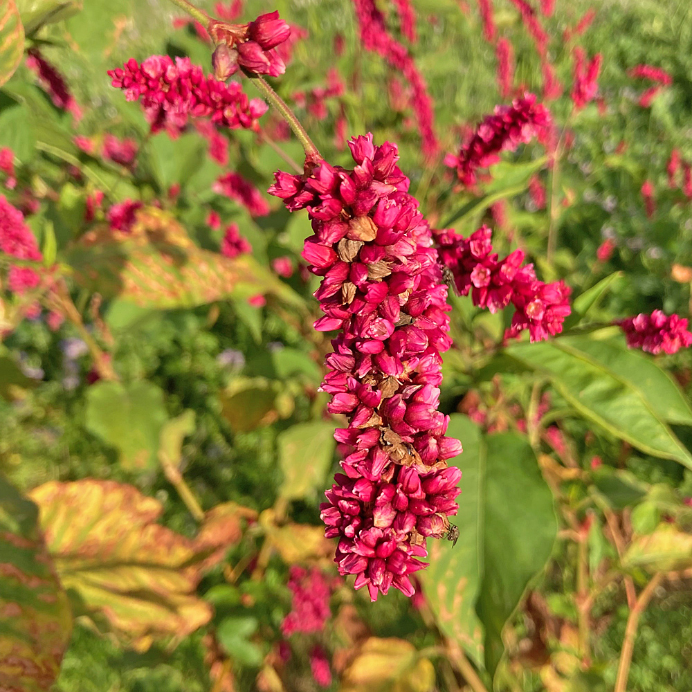 Östlicher Knöterich / Polygonum orientale