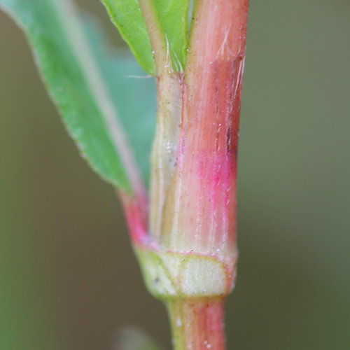 Pfirsichblättriger Knöterich / Polygonum persicaria