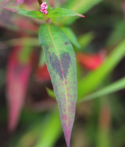 Pfirsichblättriger Knöterich / Polygonum persicaria