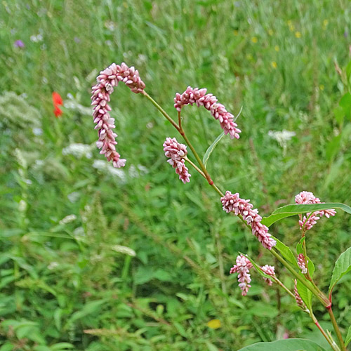 Pfirsichblättriger Knöterich / Polygonum persicaria