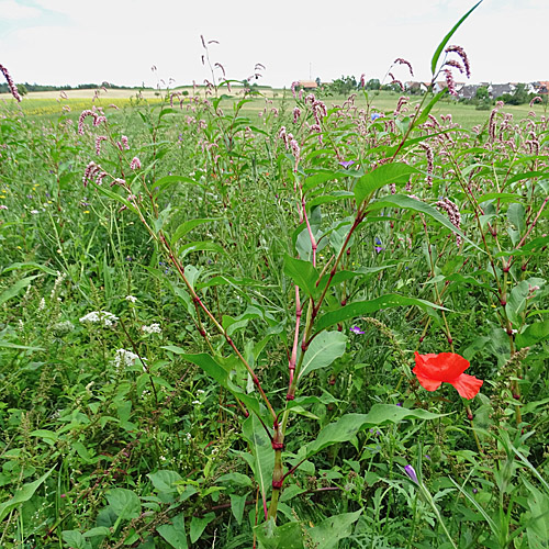 Pfirsichblättriger Knöterich / Polygonum persicaria