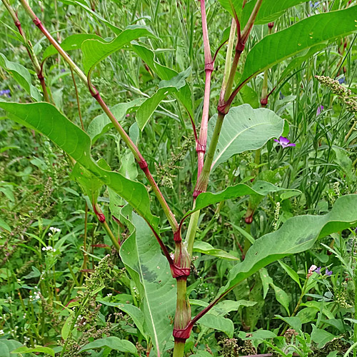 Pfirsichblättriger Knöterich / Polygonum persicaria