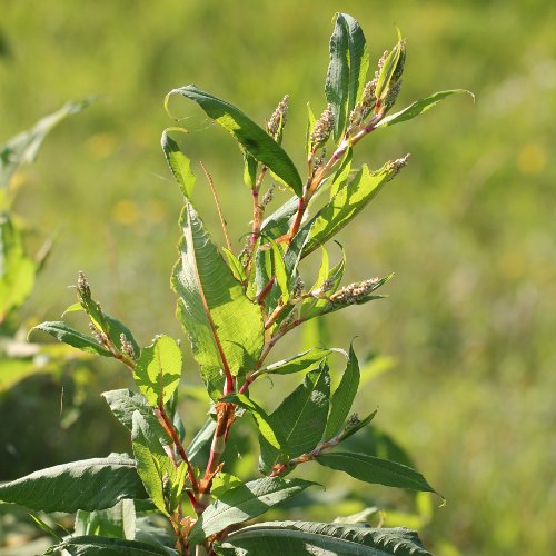 Vieljähriger Knöterich / Polygonum polystachyum