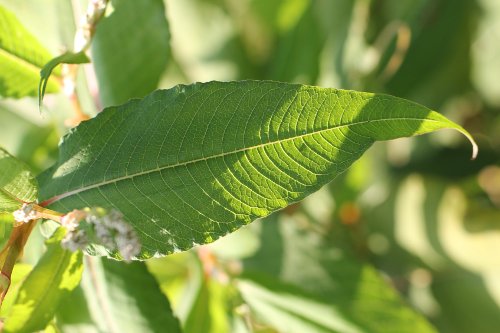 Vieljähriger Knöterich / Polygonum polystachyum