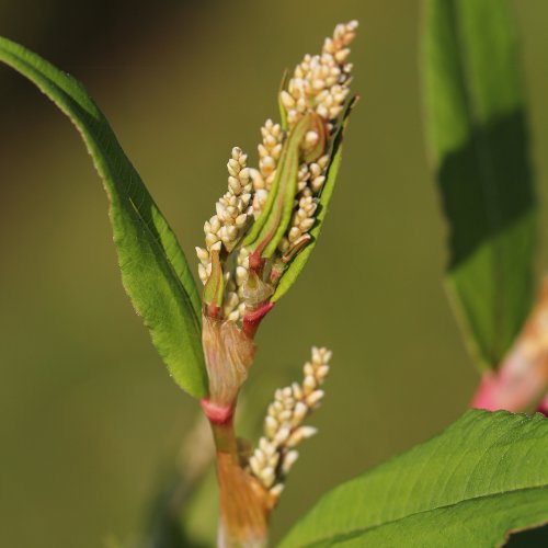 Vieljähriger Knöterich / Polygonum polystachyum